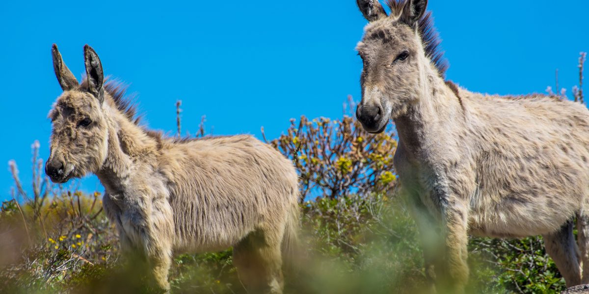 Parco Nazionale dell’Asinara