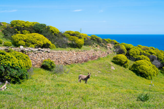 Alla scoperta dell’Asinara: escursioni nella riserva naturale più affascinante della Sardegna